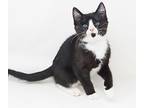 Wasabi Is Simply Wonderful!, Domestic Shorthair For Adoption In South Salem