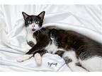 Syrup, Domestic Shorthair For Adoption In Hot Springs Village, Arkansas