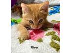 Kitten River, Domestic Mediumhair For Adoption In Franklin, Tennessee