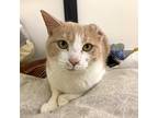Witches Brew, Domestic Shorthair For Adoption In Richmond, Virginia