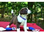 Audrey, Terrier (unknown Type, Medium) For Adoption In Hamilton, New Jersey