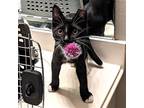 Spark #high-voltage, Domestic Shorthair For Adoption In Houston, Texas