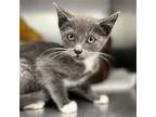 Party Bus, Domestic Shorthair For Adoption In Oakland, California