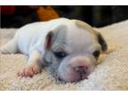 French Bulldog Puppy for sale in Phoenix, AZ, USA