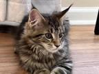 Maine Coon Girl