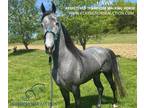 Trail Deluxe Registered Grey Twh