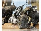Great Dane PUPPY FOR SALE ADN-799299 - Great Dane puppies