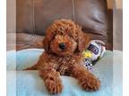 Poodle (Toy) PUPPY FOR SALE ADN-799328 - REDS