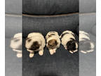 Pomeranian PUPPY FOR SALE ADN-799352 - 3 Pomeranian Tea cups puppies for sale