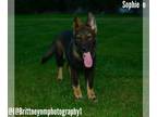 German Shepherd Dog-Siberian Husky Mix PUPPY FOR SALE ADN-799367 - Sophie Girl 2