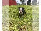 Boston Terrier PUPPY FOR SALE ADN-799371 - Damien male Boston terrier puppy