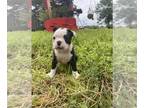 Boston Terrier PUPPY FOR SALE ADN-799396 - Kady female Boston terrier puppy