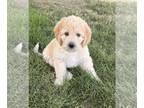Bernedoodle-Labradoodle Mix PUPPY FOR SALE ADN-799402 - Pink mini