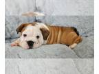 English Bulldog PUPPY FOR SALE ADN-799406 - English Bulldog Pupp
