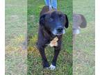 Labrador Retriever Mix DOG FOR ADOPTION RGADN-1271737 - Bear: Not at the shelter