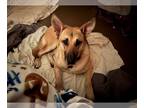 German Shepherd Dog DOG FOR ADOPTION RGADN-1271756 - Lolly - German Shepherd Dog