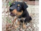 Golden Retriever-Rottweiler Mix DOG FOR ADOPTION RGADN-1271815 - Cassie -