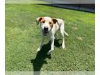 Treeing Walker Coonhound Mix DOG FOR ADOPTION RGADN-1272306 - GENTRY - Treeing