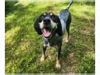 Bluetick Coonhound Mix DOG FOR ADOPTION RGADN-1272349 - FEYRE - Bluetick