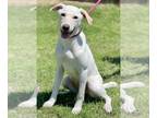 Labrador Retriever DOG FOR ADOPTION RGADN-1272411 - Desi - Labrador Retriever