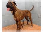 Boxer DOG FOR ADOPTION RGADN-1272626 - BRONSON - Boxer (medium coat) Dog For
