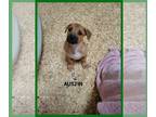 Basset Hound Mix DOG FOR ADOPTION RGADN-1272729 - Austin - Basset Hound / Mixed