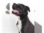 American Pit Bull Terrier DOG FOR ADOPTION RGADN-1272756 - *BOSCO - Pit Bull