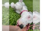 Sheepadoodle DOG FOR ADOPTION RGADN-1272800 - Hilo - Old English Sheepdog /