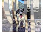 Sheprador DOG FOR ADOPTION RGADN-1272814 - Rio - Australian Shepherd / Labrador