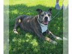 American Staffordshire Terrier Mix DOG FOR ADOPTION RGADN-1273126 - Jake -