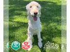 Goldendoodle DOG FOR ADOPTION RGADN-1273274 - DAISY - Golden Retriever / Poodle