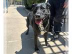 Labrador Retriever Mix DOG FOR ADOPTION RGADN-1273816 - SABATH - Labrador