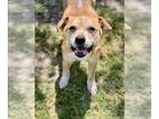 Border Terrier Mix DOG FOR ADOPTION RGADN-1274085 - NEBRASKA - Border Terrier /