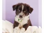 Australian Mountain Dog DOG FOR ADOPTION RGADN-1274130 - Mama Penny Pup - Parker