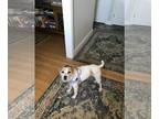 Jack Russell Terrier DOG FOR ADOPTION RGADN-1274360 - Dottie (located in