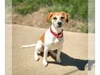 Beagle Mix DOG FOR ADOPTION RGADN-1274426 - Cleo - Beagle / Hound / Mixed (short