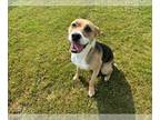 Labbe DOG FOR ADOPTION RGADN-1274442 - MANDIE - Labrador Retriever / Beagle /