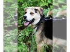 Shepweiller DOG FOR ADOPTION RGADN-1274477 - Dodger - German Shepherd Dog /