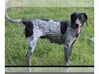 German Shorthaired Pointer Mix DOG FOR ADOPTION RGADN-1274539 - Millie - German