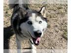 Siberian Husky Mix DOG FOR ADOPTION RGADN-1274617 - Kira - Siberian Husky /