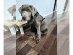 Labrador Retriever DOG FOR ADOPTION RGADN-1274906 - Shyrow (FL) - Labrador