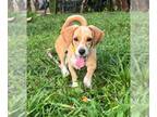Beagle Mix DOG FOR ADOPTION RGADN-1274984 - Sabrina - Beagle / Mixed Dog For