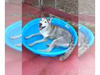 Mix DOG FOR ADOPTION RGADN-1275086 - Jackie - Husky Dog For Adoption