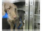 German Wirehaired Pointer Mix DOG FOR ADOPTION RGADN-1275345 - A433947 - German