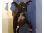 American Pit Bull Terrier Mix DOG FOR ADOPTION RGADN-1275386 - MADELINE - Pit
