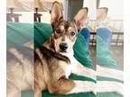 German Shepherd Dog Mix DOG FOR ADOPTION RGADN-1275526 - Tsuk (Sue-Key) - German