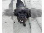 Shih Tzu Mix DOG FOR ADOPTION RGADN-1275546 - Jack - Shih Tzu / Mixed (long