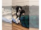 Great Dane DOG FOR ADOPTION RGADN-1275805 - Nola - Great Dane Dog For Adoption