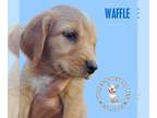 Border Collie-Golden Retriever Mix DOG FOR ADOPTION RGADN-1275841 - Brunch