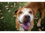 Missy, American Staffordshire Terrier For Adoption In Rockledge, Florida